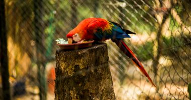 Arara Mini Zoo de Canoas