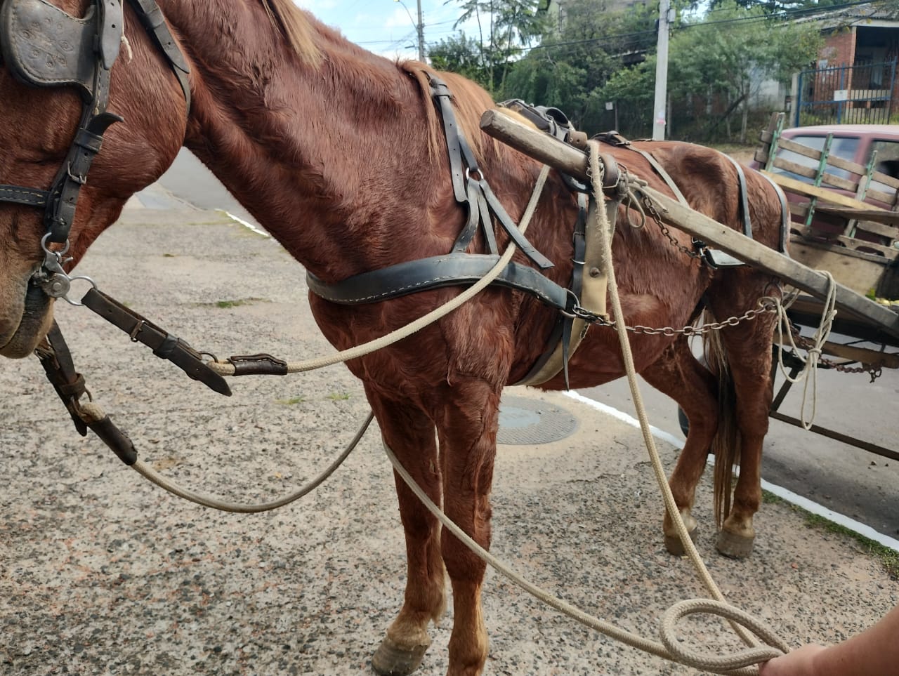 Após denúncia de maus-tratos, cavalo é encontrado com patas